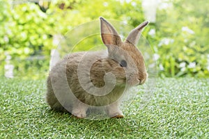 Adorable fluffy baby brown bunny rabbit walking on green grass over natural background. Furry cute wild-animal single at outdoor.