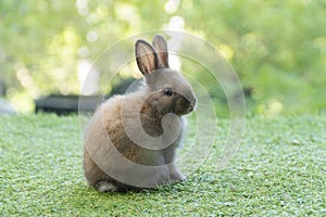 Adorable fluffy baby bunny rabbit sitting on green grass over natural background. Furry cute wild-animal single spring time at