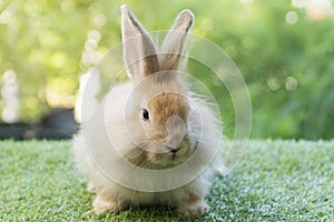 Adorable fluffy baby bunny rabbit sitting on green grass over natural background. Furry cute wild-animal single spring time at