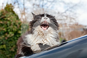 Adorable fluffy black and white cat yawning while standing on car hood under sun. Sleepy lazy stray cat warming in the street