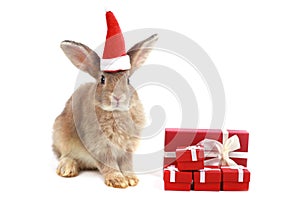 Adorable fluffy brown rabbit wearing Santa hat with red Christmas gift box present on white background. Merry Christmas and happy