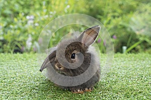 Adorable fluffy bunny rabbit sitting on green grass over natural background. Furry cute wild-animal single at outdoor. Lovely fur