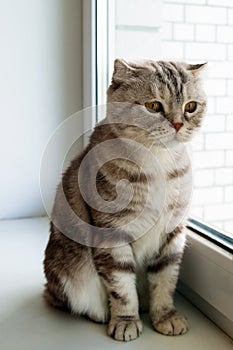 Adorable fluffy gray tabby Scottish fold cat with yellow eyes.