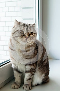 Adorable fluffy gray tabby Scottish fold cat with yellow eyes.