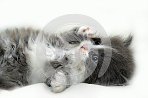 Adorable fluffy kitten