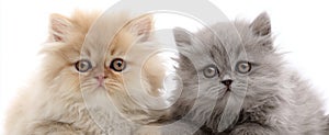 The adorable fluffy kittens with captivating eyes and unique colors..AI generated image