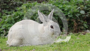 Adorable fluffy little rabbit chews a green leaf. bunny eat chew green leaf of cabbage. Animals food and pets concept.