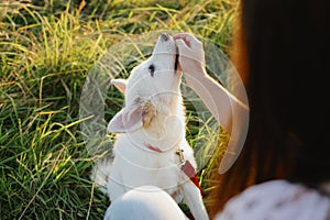 Adorable fluffy puppy having treat for giving paw to girl owner. Woman training cute white puppy to behave  in summer meadow in