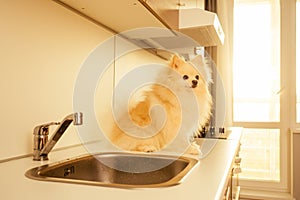 Adorable fluffy spitz rude dog at home sitting on dishwasher