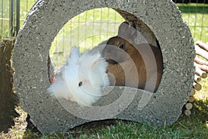 Adorable and fluffy white and brown rabbits