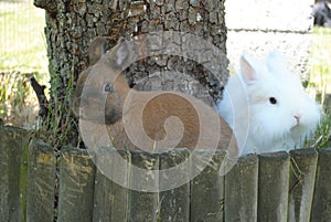 Adorable and fluffy white and brown rabbits