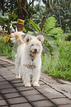 Adorable fluffy white dog with pet tag, on concrete sidewalk next to green grass.