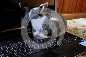 Adorable fluffy white and gray baby bunny playing on black laptop close-up. Cute domestic animal. Animals and technology. Office p