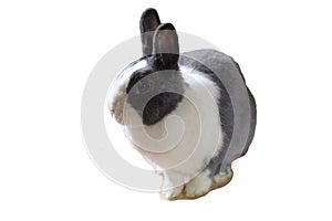 Adorable fluffy white and gray nano domestic rabbit isolated in white background. Cute domestic animal. Copy space. Easter bunny