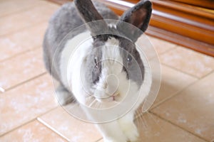 Adorable fluffy white and gray nano domestic rabbit running towards camera. Cute domestic animal. Easter bunny