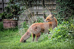 Adorable fox calmly walking through a lush green grassy backyard area