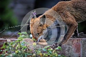 Adorable fox calmly walking through a lush green grassy backyard area