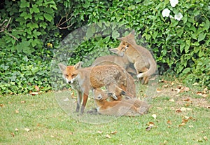 Adorable Fox Family