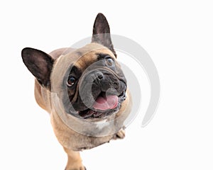 adorable french bulldog dog looking up, sticking out tongue and panting