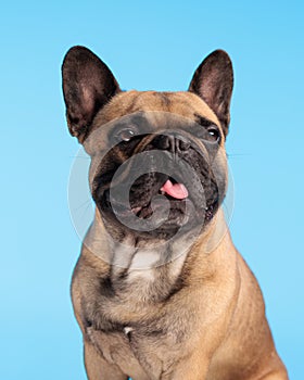 adorable french bulldog dog sticking out tongue and panting
