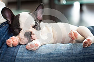 Adorable French bulldog puppy