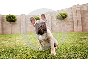 An adorable French Bulldog puppy in garden