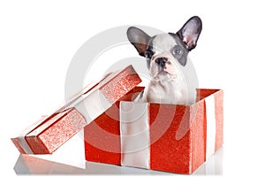 Adorable French bulldog puppy in the gift box