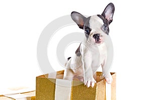 Adorable French bulldog puppy in the gift box