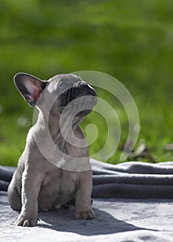 Adorable French bulldog puppy looking up