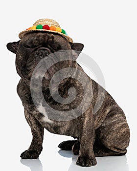 adorable french bulldog puppy wearing colorful tassels hat and sitting