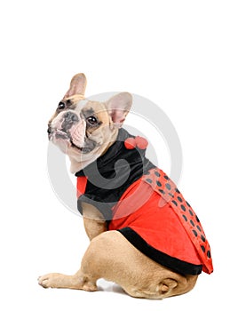 Adorable French Bulldog wearing a cute and funny Ladybug costume  on white