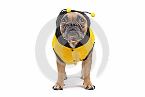 Adorable French Bulldog wearing a cute and funny striped bee dog costume with hood and antlers isolated on white background