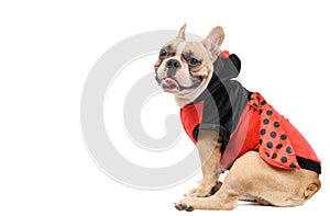 Adorable French Bulldog wearing funny Ladybug costume sitting isolated