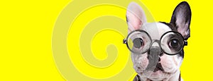 Adorable frenchie dog wearing glasses and collar photo
