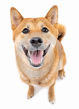 Adorable friendly smiling and looking at camera red haired dog Shiba Inu