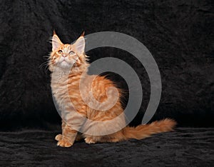 Adorable fun red solid maine coon kitten profile sitting with lo