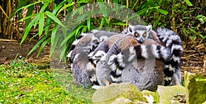 Adorable and funny animal behavior, large group of ring tailed lemur monkeys hugging each other