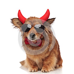 Adorable funny brown dog being cool, evil and stylish