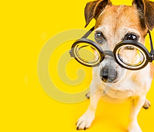 Adorable funny dog in glasses. Yellow background. Back to school. square composition