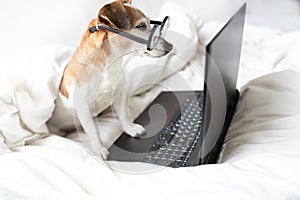 Adorable funny dog in glassese in bed with laptop working remotely from home.