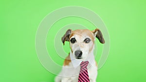 Adorable funny dog Jack Russell terrier with serious concentrated muzzle. a bit anxious and worried . Green chroma key