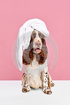 Adorable, funny dog, purebred English springer spaniel sitting with towel on head after shower against pink studio