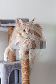 Adorable funny red tabby maine coon lying on a too small scratching post