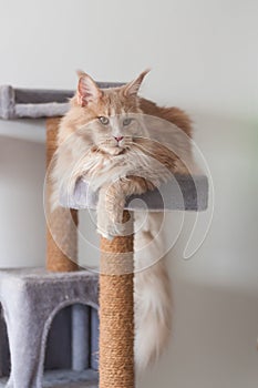 Adorable funny red tabby maine coon lying on a too small scratching post