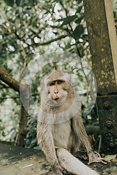 Adorable furry Barbary macaque monkey sitting on a stone in the jungle in Bali