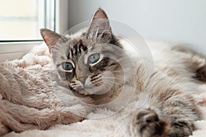 Adorable furry cat of seal lynx point color with blue eyes is resting on a pink blanket.