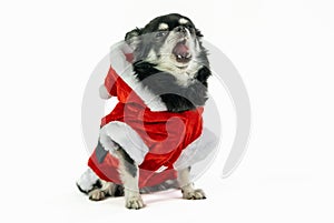 Adorable furry Chihuahua in a Christmas outfit, Santa Claus clothes in a studio