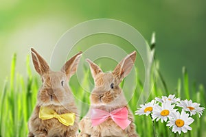Adorable furry Easter bunnies with cute bow ties