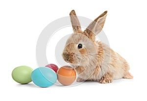 Adorable furry Easter bunny and colorful eggs on white