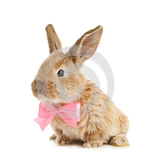 Adorable furry Easter bunny with cute bow tie